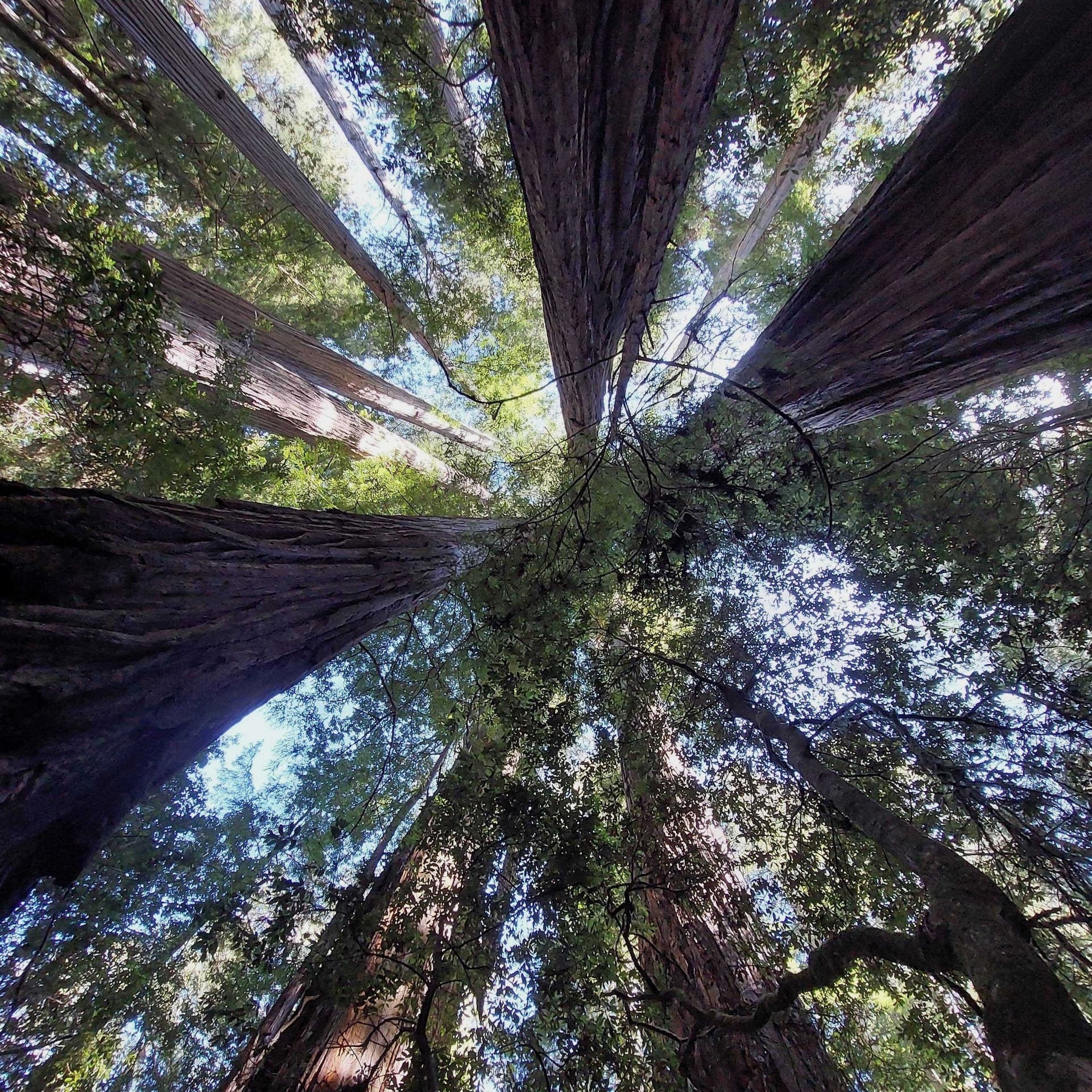 Redwoods